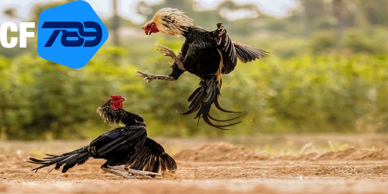 Trải nghiệm đá gà tre cực lôi cuốn